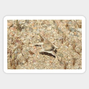 Horned lizard, horny toad, Naturally Disguised Sticker